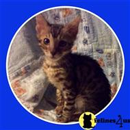 bengal kitten posted by TinyTreasuresAcres