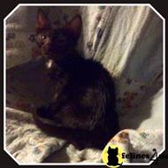 bengal kitten posted by TinyTreasuresAcres