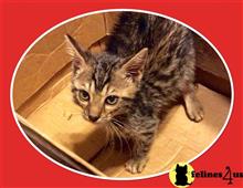 bengal kitten posted by TinyTreasuresAcres