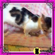 munchkin kitten posted by TinyTreasuresAcres