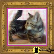 munchkin kitten posted by TinyTreasuresAcres