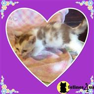 munchkin kitten posted by TinyTreasuresAcres