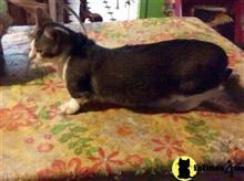 munchkin cat posted by TinyTreasuresAcres