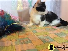 munchkin cat posted by TinyTreasuresAcres