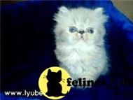 himalayan stud posted by puscha