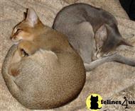 abyssinian kitten posted by ezeppo
