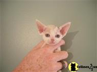 devon rex kitten posted by dffsheep