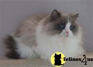 ragdoll cat posted by cdjaquez