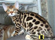 bengal kitten posted by tecspot
