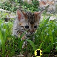 savannah kitten posted by DiamondAcres
