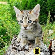 savannah kitten posted by DiamondAcres