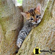 savannah kitten posted by DiamondAcres