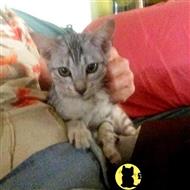 savannah kitten posted by DiamondAcres