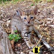 savannah kitten posted by DiamondAcres