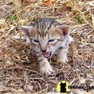 savannah kitten posted by DiamondAcres