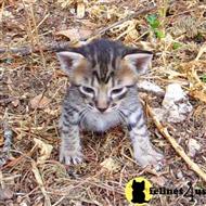 savannah kitten posted by DiamondAcres