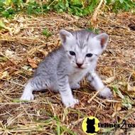savannah kitten posted by DiamondAcres