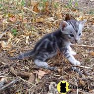 savannah kitten posted by DiamondAcres