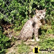savannah kitten posted by DiamondAcres