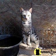 savannah cat posted by DiamondAcres
