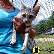 savannah kitten posted by DiamondAcres