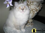ragdoll kitten posted by DOLLINSKA RAGDOLLS