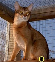 abyssinian stud posted by merrydancer