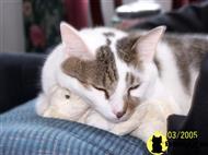 american shorthair cat posted by ginad97