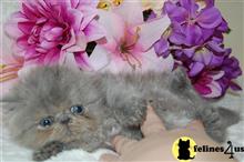 persian kitten posted by staceyspups