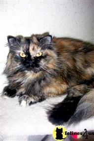 persian cat posted by Furry_Dream