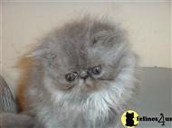 persian kitten posted by purfectpurrz