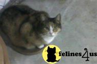 american shorthair cat posted by rebecca771801