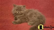 persian kitten posted by lftyndall