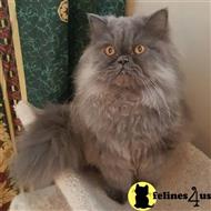 persian kitten posted by lftyndall