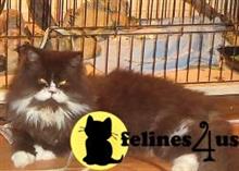 persian kitten posted by cassie4