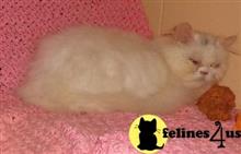 persian kitten posted by cassie4