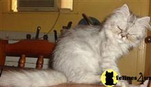 persian kitten posted by cassie4