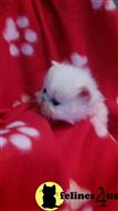 persian kitten posted by igroompets