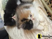 persian kitten posted by igroompets