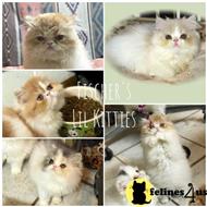 persian kitten posted by igroompets
