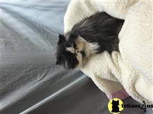 persian kitten posted by igroompets