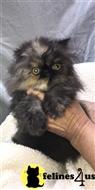 persian kitten posted by igroompets