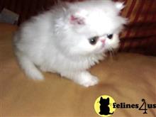 persian kitten posted by igroompets