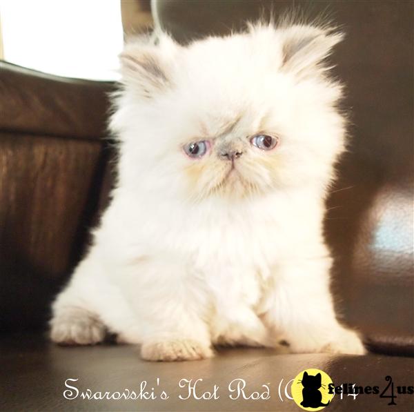 CFA Registered Male Blue Point Himalayan Kitten Av for sale