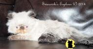 himalayan kitten posted by SwarovskiCFA