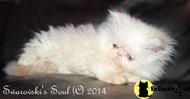 himalayan kitten posted by SwarovskiCFA