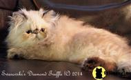 himalayan kitten posted by SwarovskiCFA
