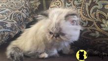 himalayan kitten posted by SwarovskiCFA