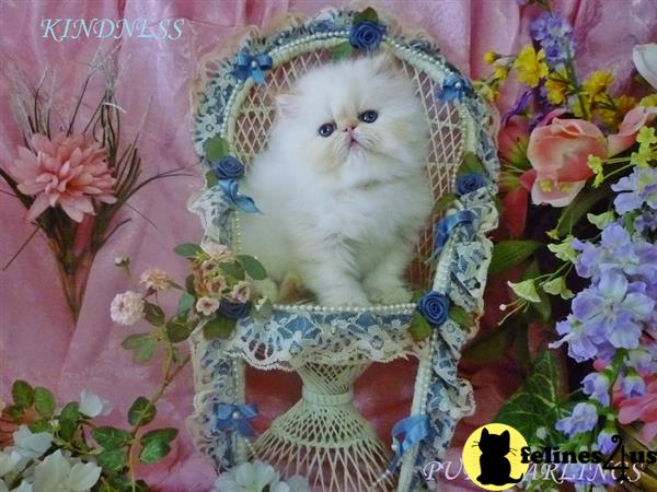 Himalayan kitten for sale