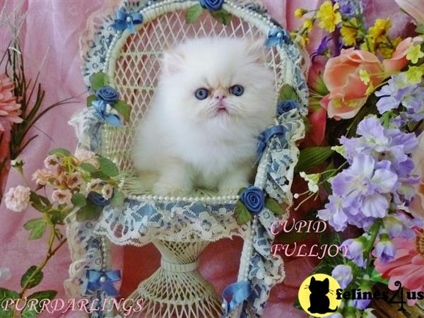 Himalayan kitten for sale